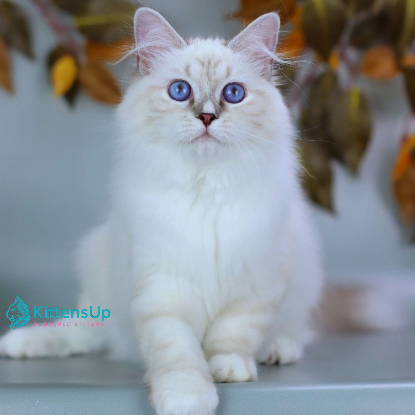 Siberian