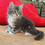 Thumbnail: 324 Justina  (U) Siberian  female kitten