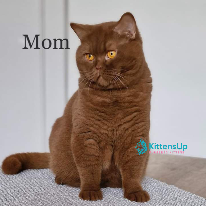 Thumbnail: British shorthair