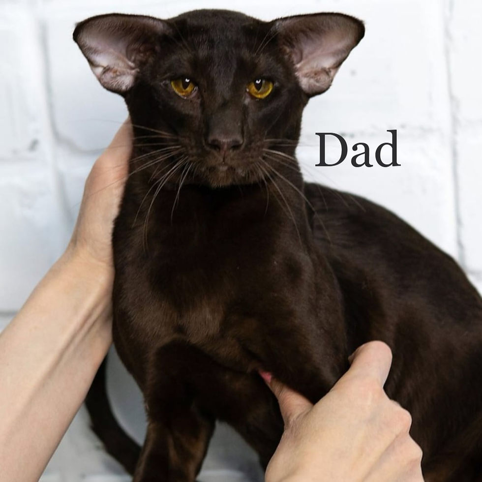 Thumbnail: 068 Snickers (R) Oriental male kitten