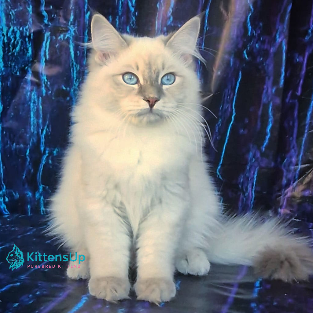 Siberian