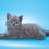 Thumbnail: 352 Bonnie (BL) British shorthair female kitten