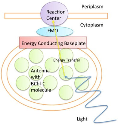 FMO_Complex_Simple_Diagram.jpeg