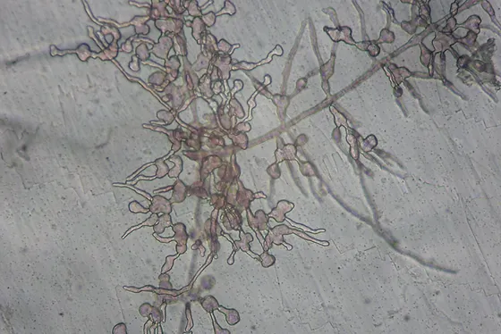 海苔とは 海苔 海苔ノ市 ノリケラトプス研究所