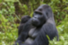 Silverback Sport unique team and leisure wear - Born Free Charity Work