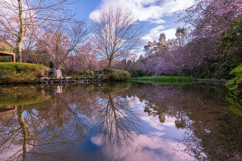 Gorgeous Cherry blossoms, blue sky and clouds reflected in the lake.