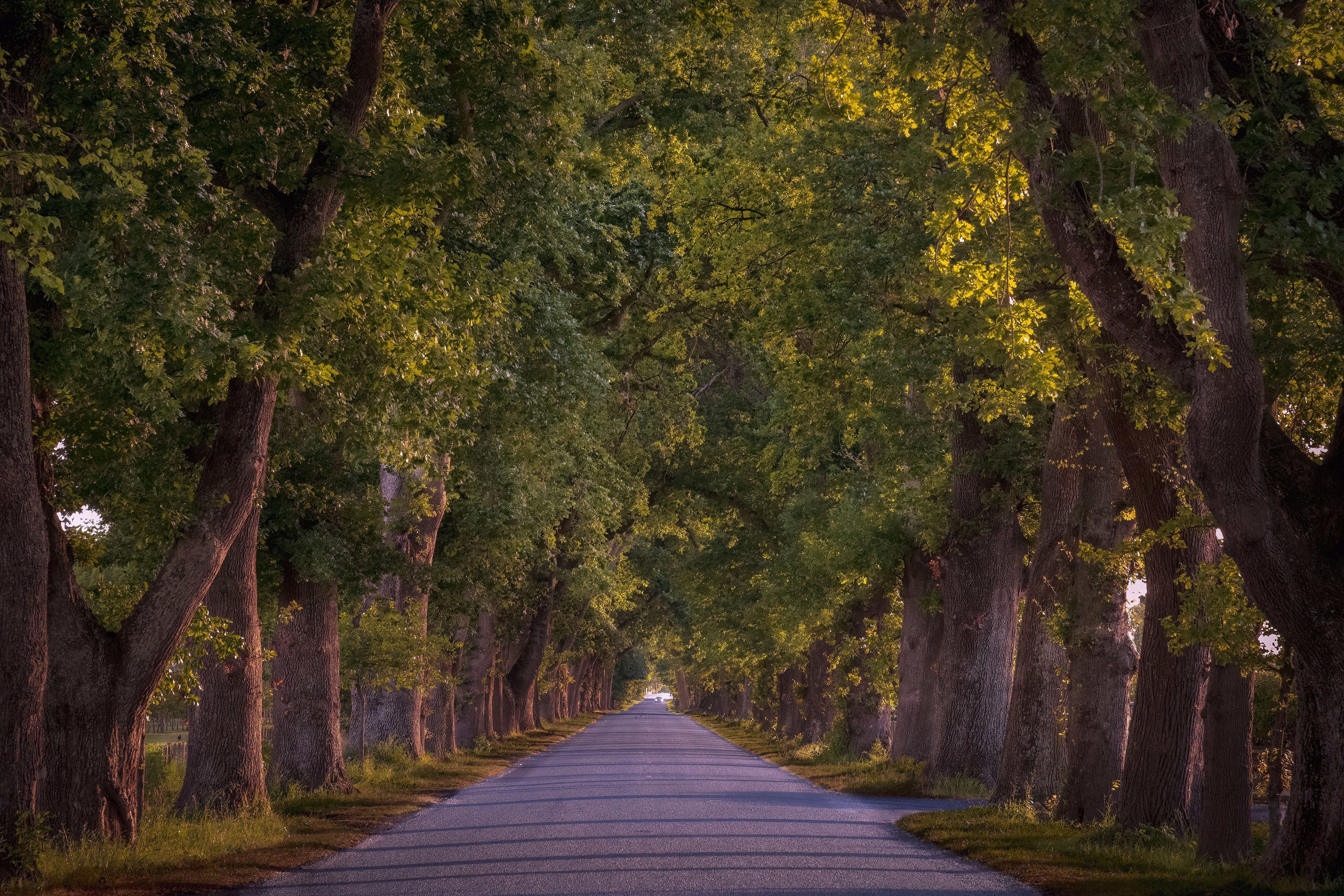 Gorgeous trees lining Oak Avenue in Hastings, Hawkes Bay.