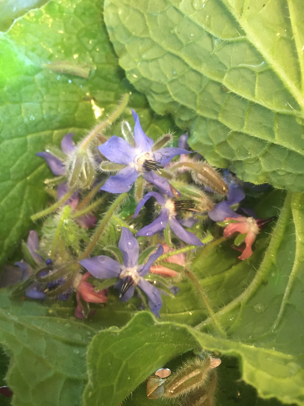 Miniatura: Plant Therapy Consultations
