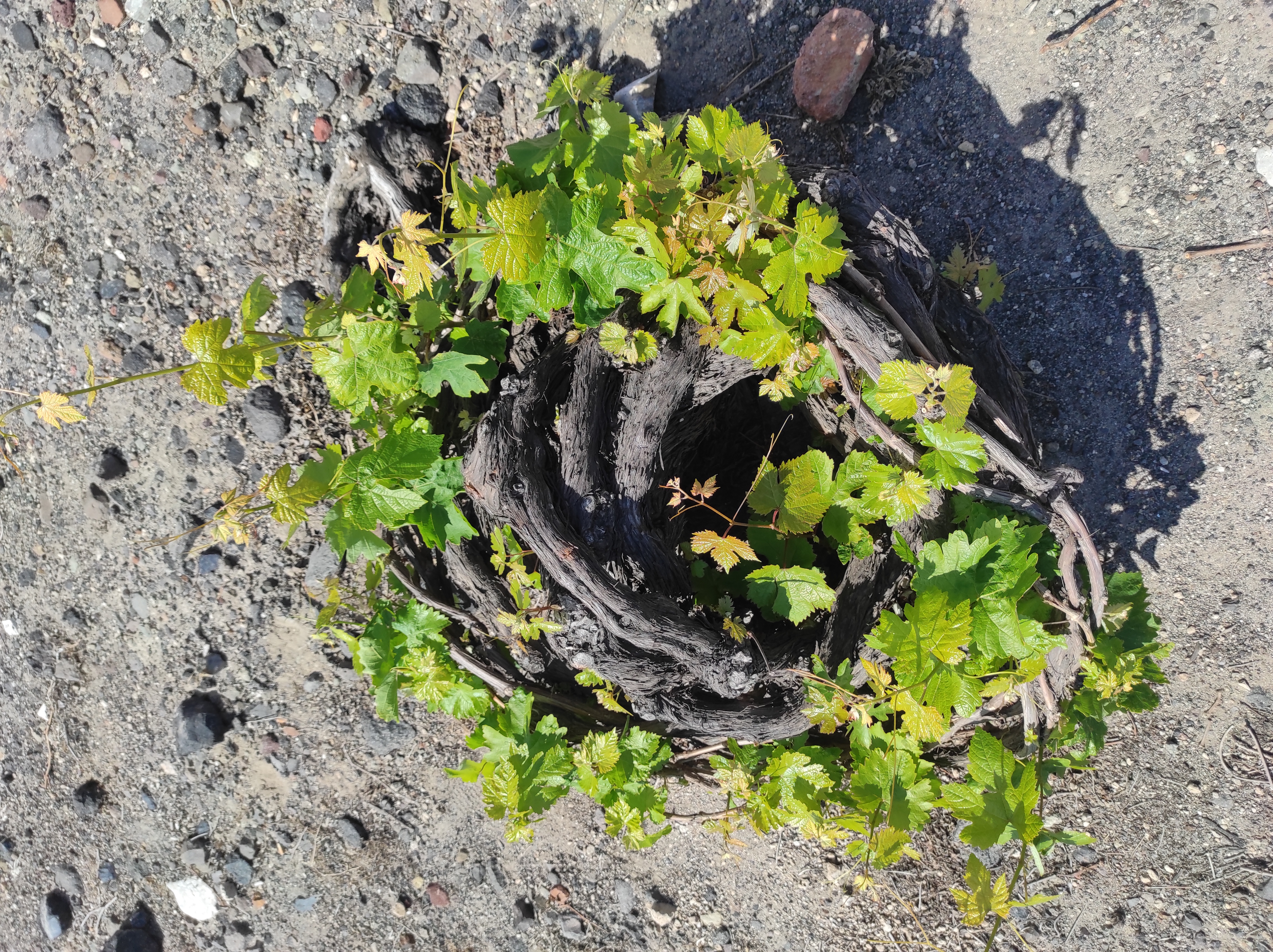 Basket-trained Assyrtiko vine in stony soil on Santorini
