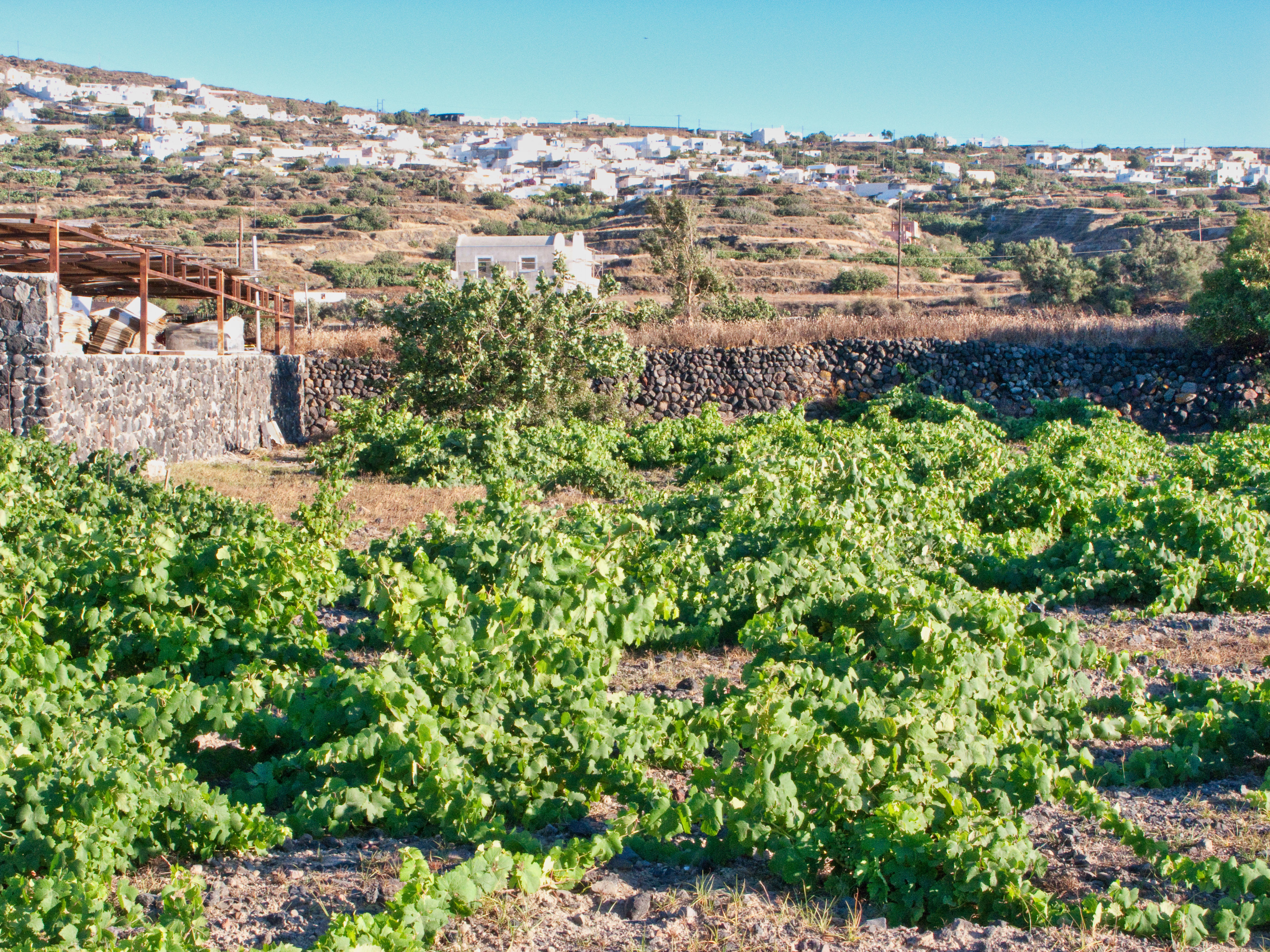 Old, low-trained Assyrtiko vines in a vineyard on Santorini, with stone walls and white houses behind