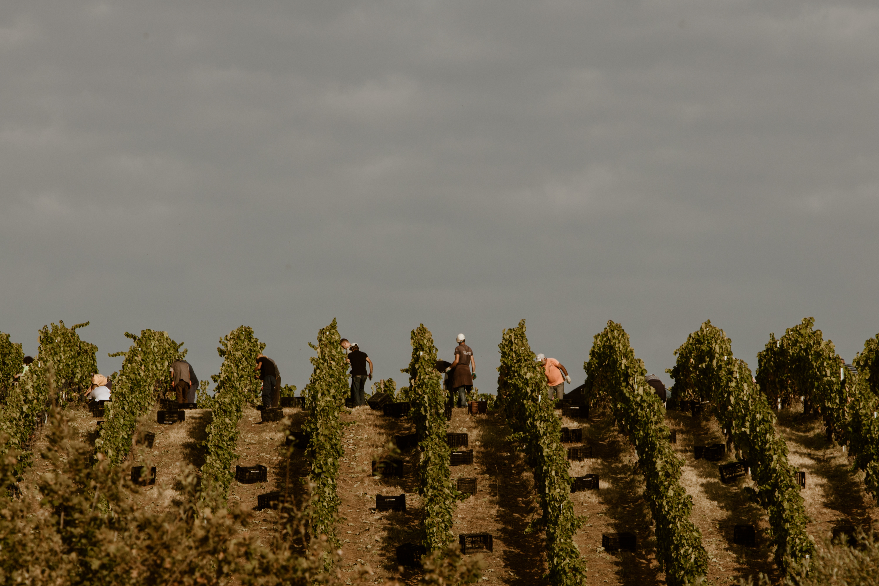 Harvest on a slope in Naoussa: trellised rows with picking crates, pickers between the rows, grey sky