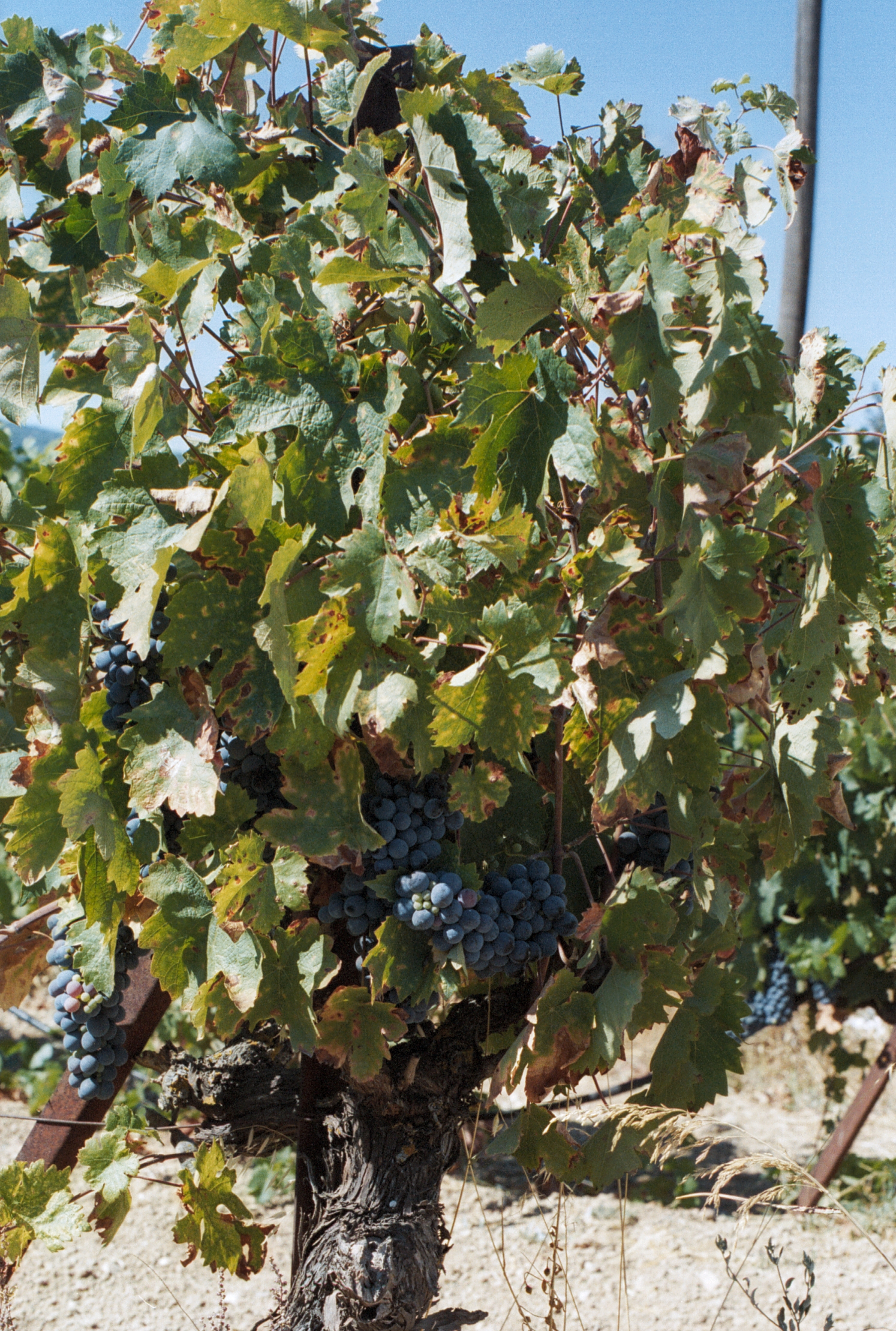 Old vine with a thick trunk and blue grapes on pale, stony ground near Nemea