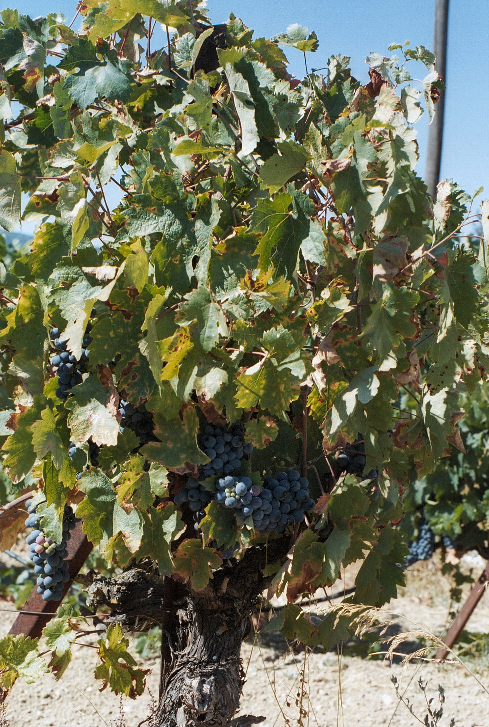 Alte Rebe mit dickem Stamm und blauen Trauben auf hellem, steinigem Boden bei Nemea