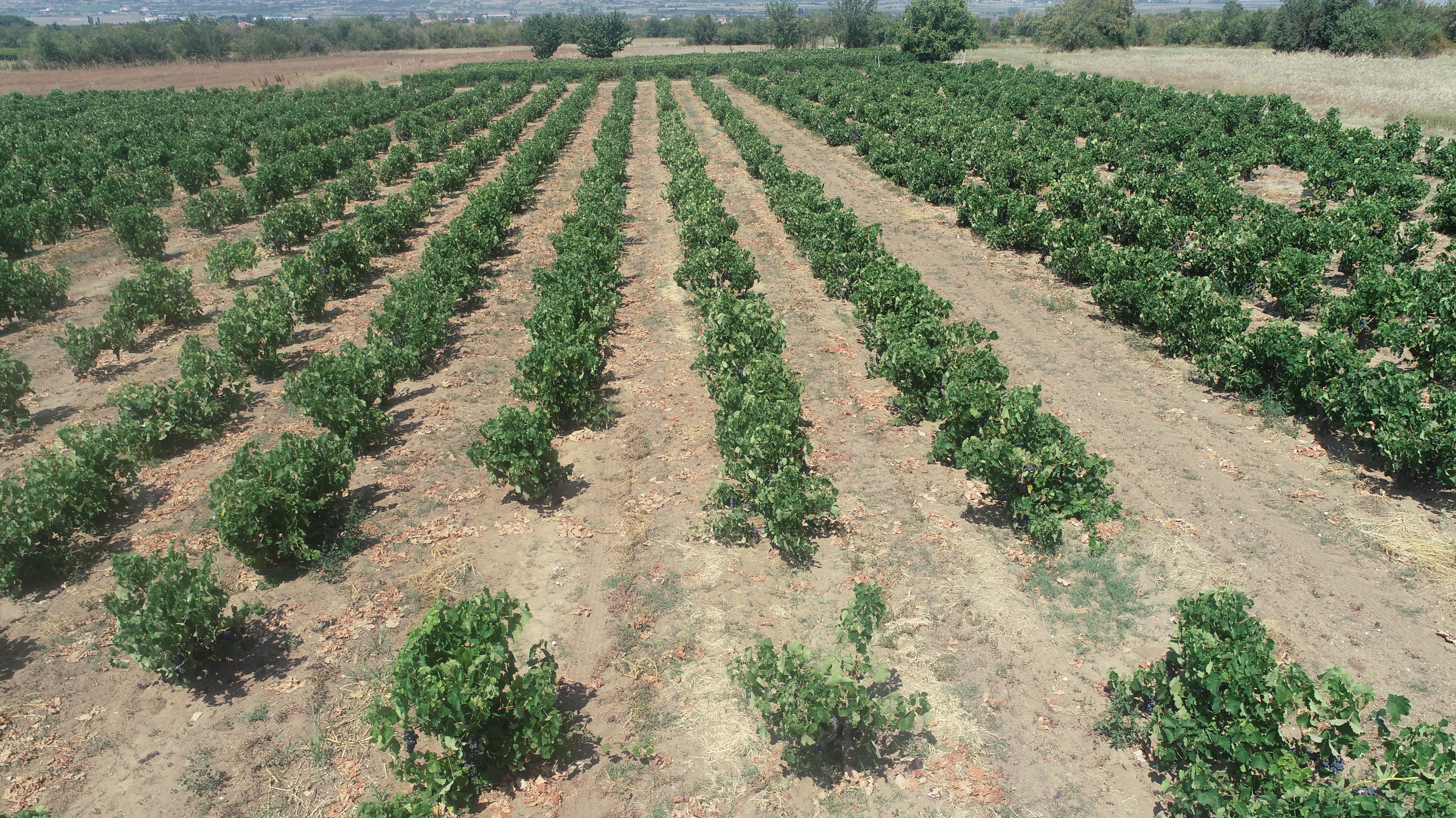Old free-standing Xinomavro bush vines carrying ripe dark grapes, the Amyndeo plain behind them