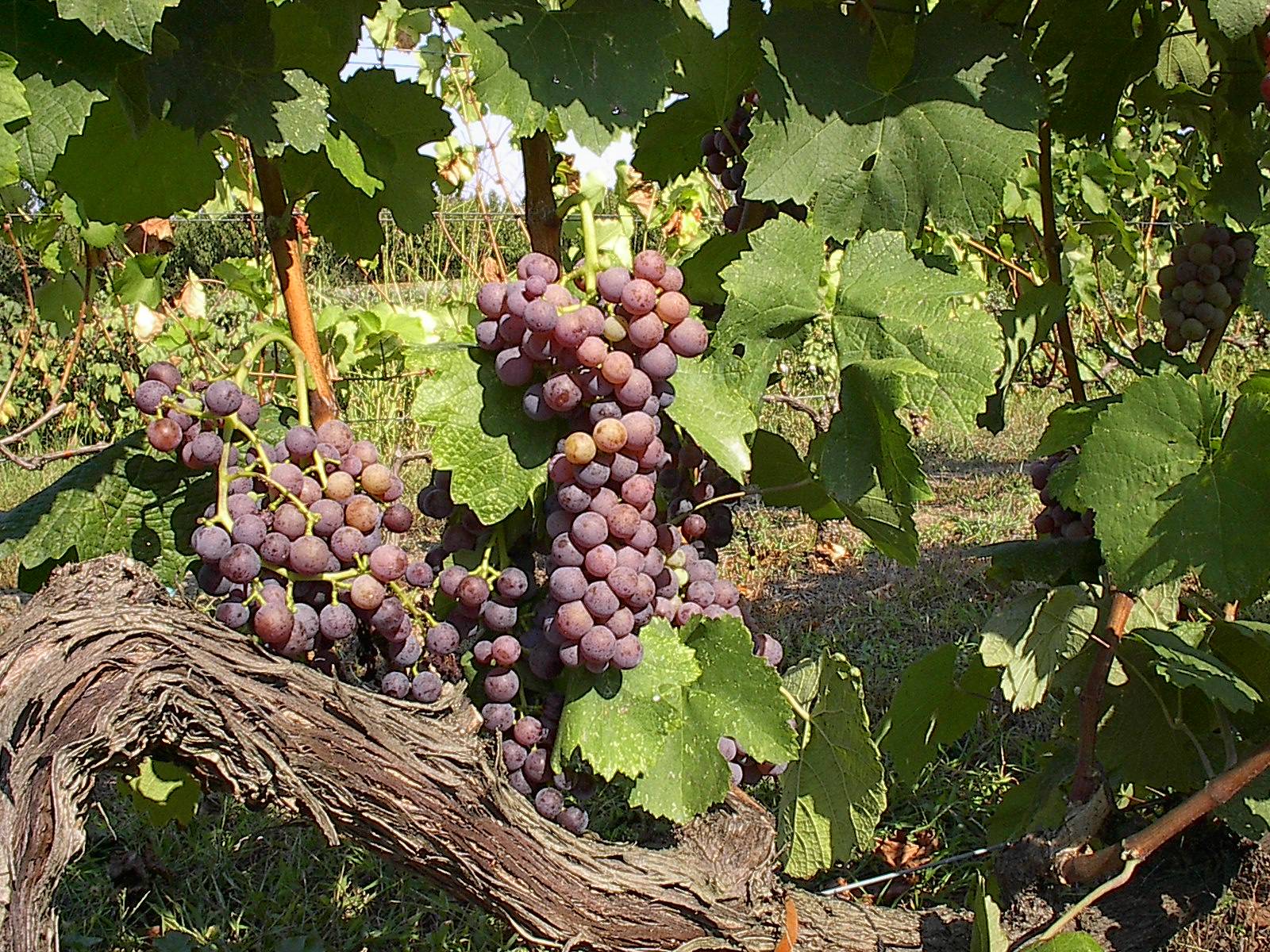 Ripe pink-grey Moschofilero grapes on the old vine