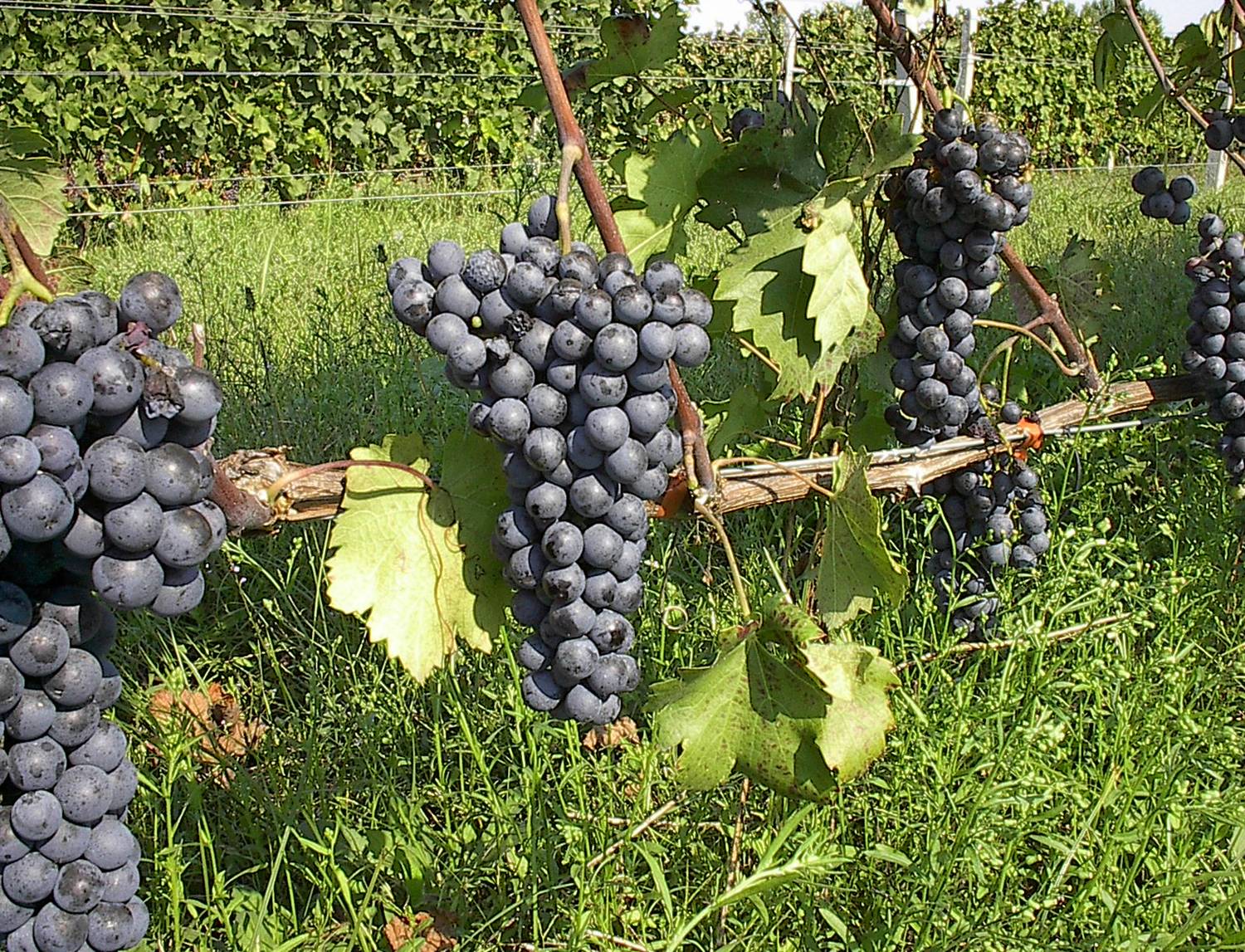 Ripe blue grapes on the vine, with green rows behind