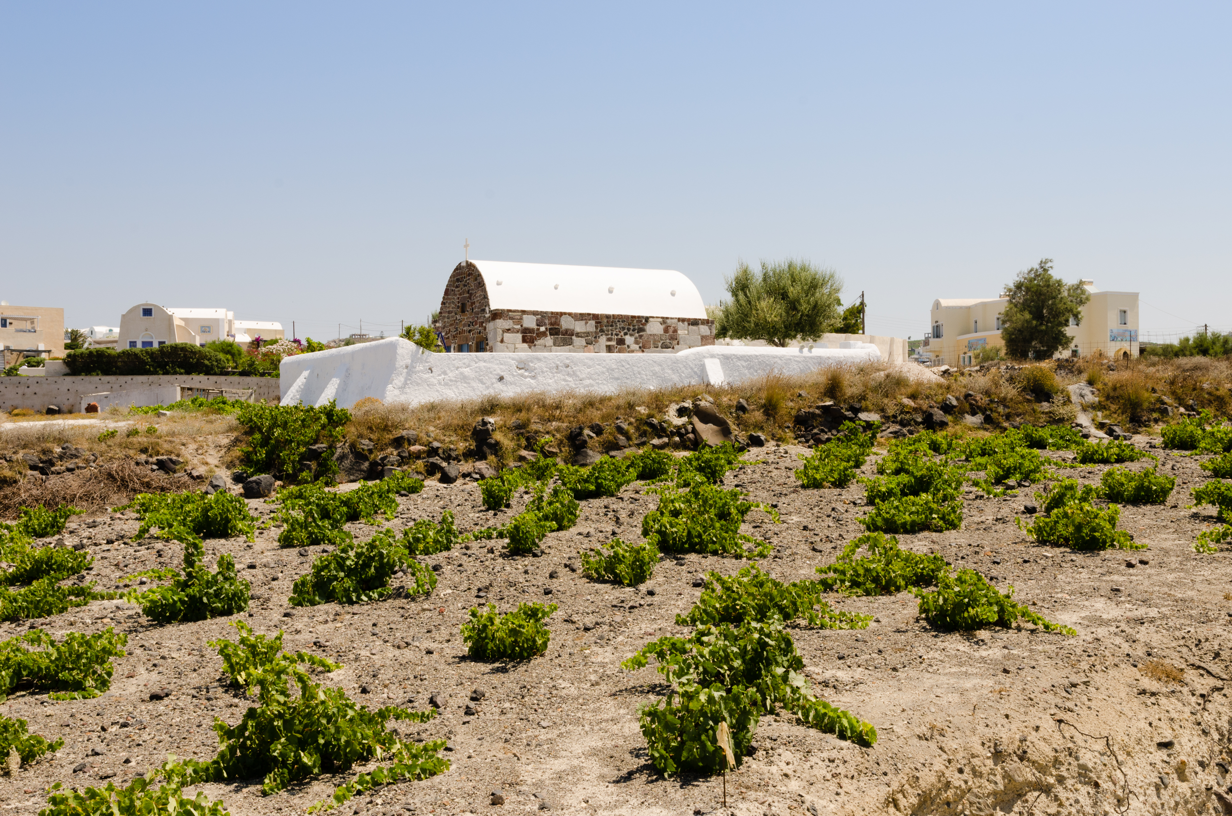 Low-growing vines next to a whitewashed chapel near Megalochori on Santorini