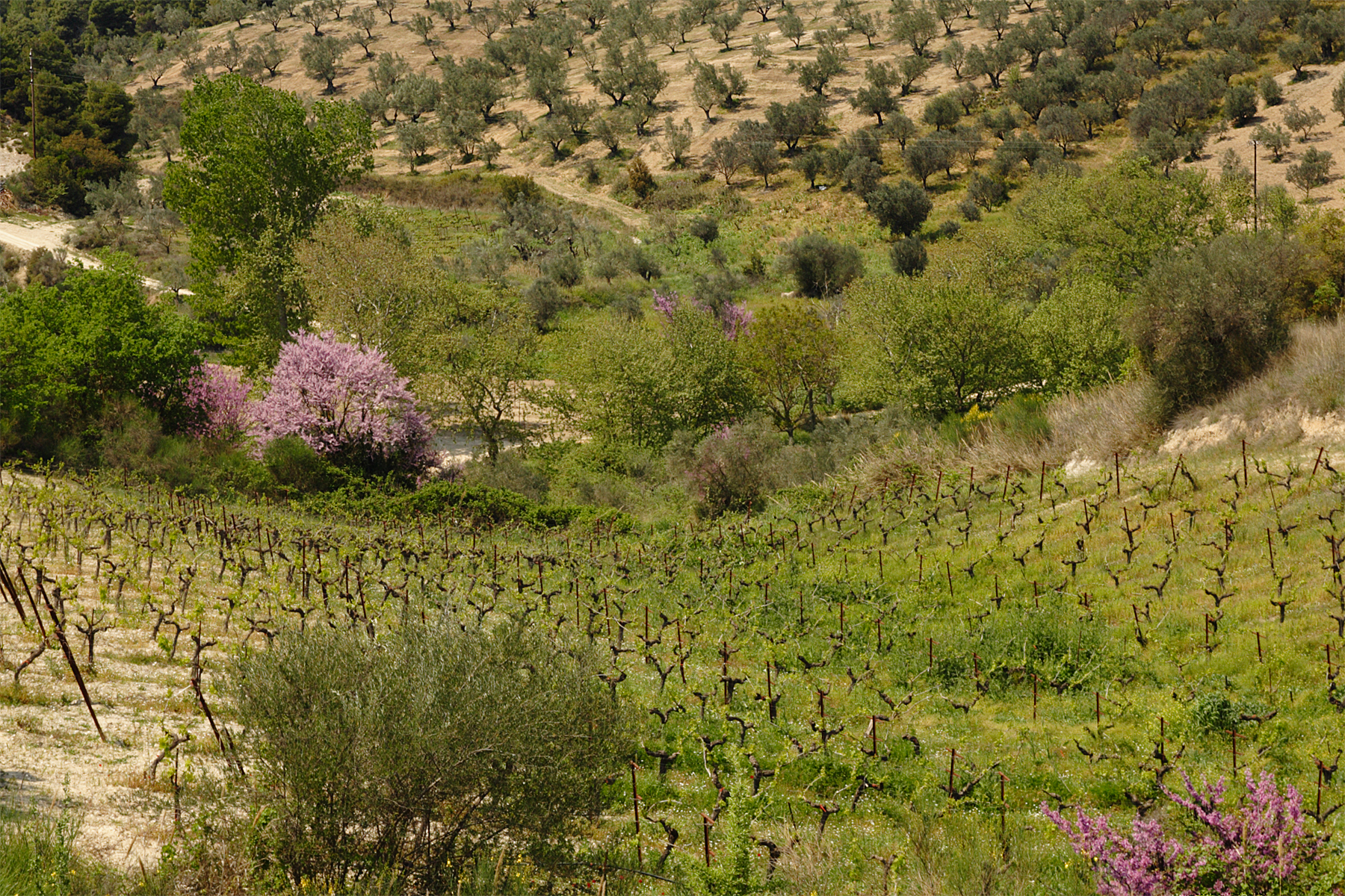 Vineyard with bush vines, olive groves and a flowering Judas tree near Nemea