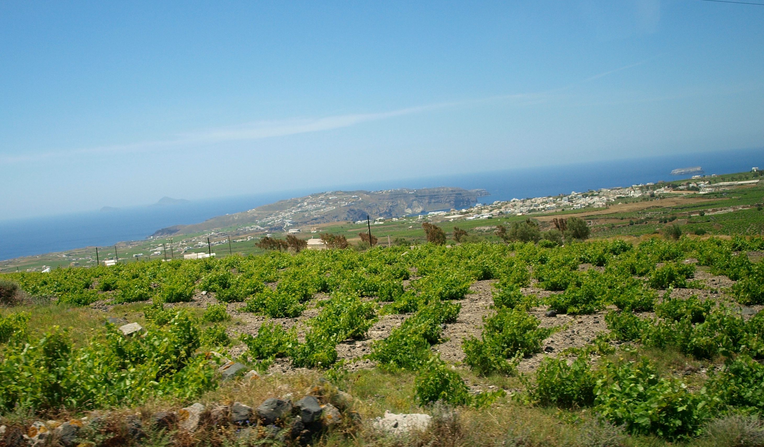 Green vineyard on Santorini with low-trained vines and a view of the Aegean Sea