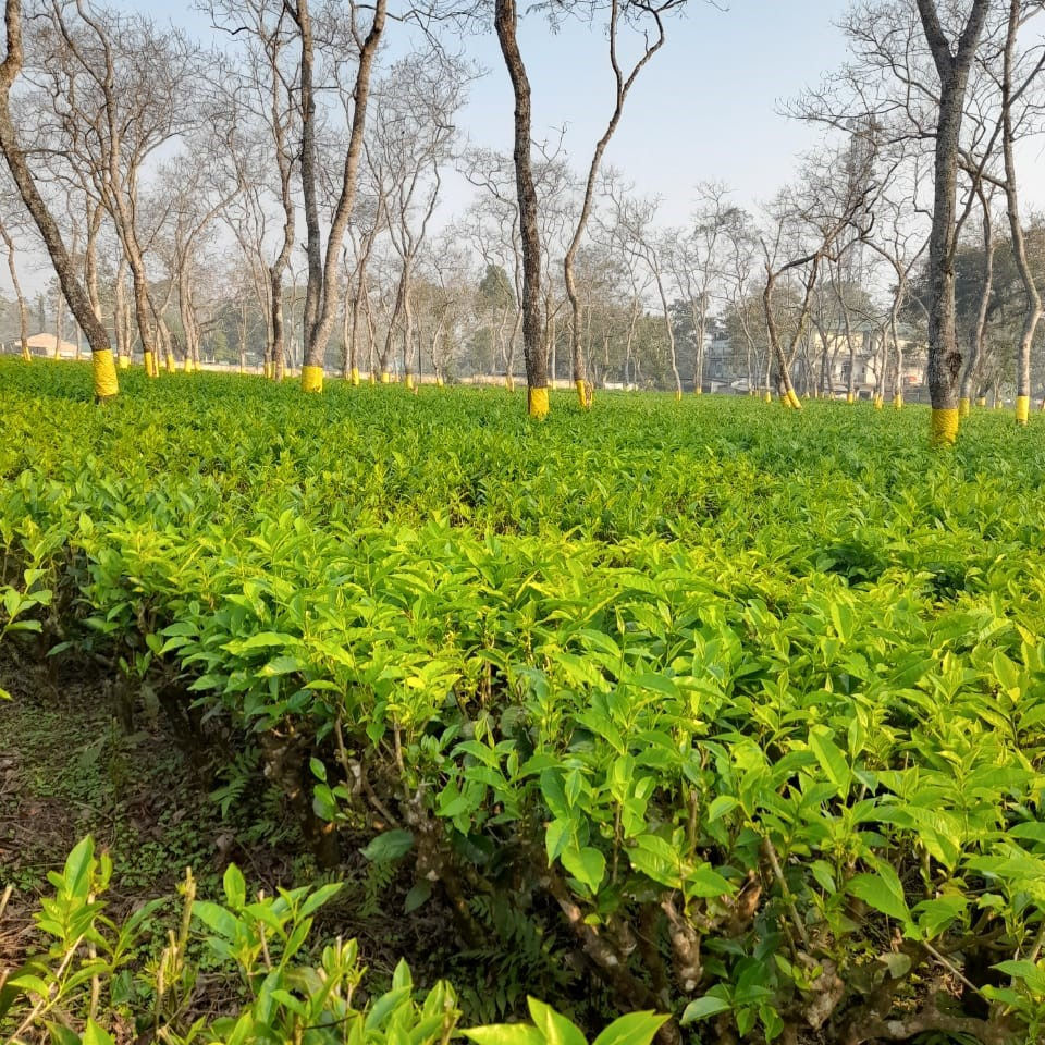 サムネイル： アッサムベストピック 100gms缶