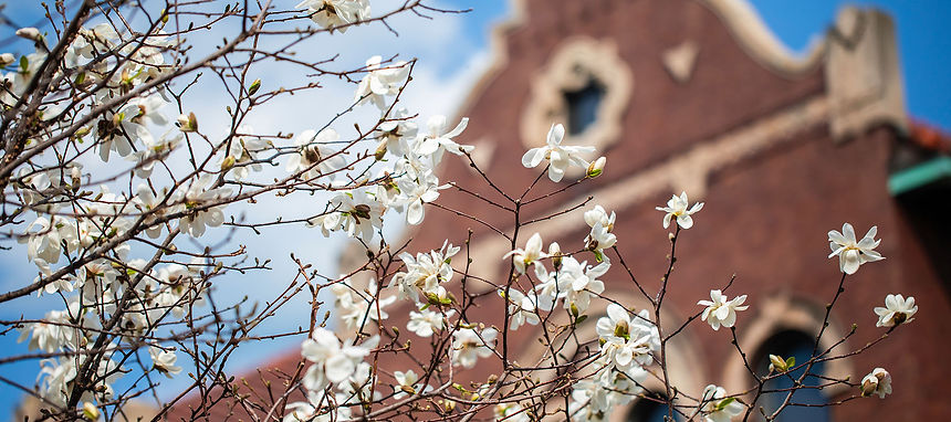 loyola university chicago.jpg
