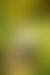 Okemos, Michigan Maternity Photographer