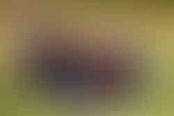 Okemos, Michigan Photographer