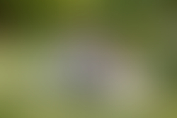 Okemos, MI Photographer