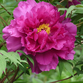 Sorry! Understanding Its Use and Why We Do It