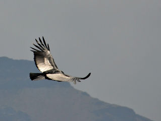 Opstandelsen ændrer alt!