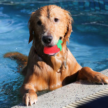 Dog Heatstroke: How to Recognize the Signs and Help Keep Your Dog Safe
