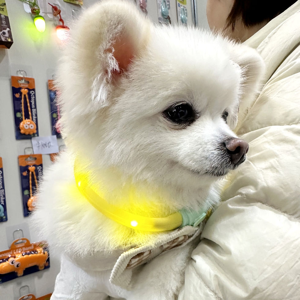 The fluffy Pomeranian rocked LaRoo’s F35 LED collar