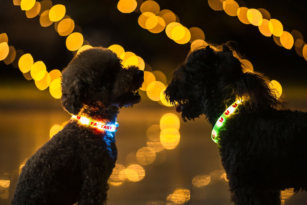 Thumbnail: LED Collar-Forest Ring-Green