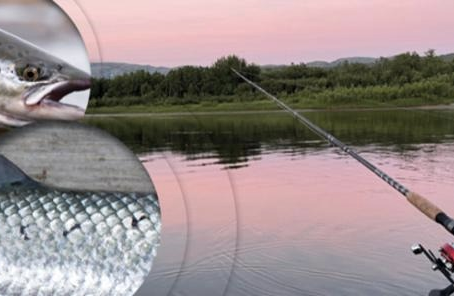 New Deep-Learning Tool Exposes the True Origin of Your Salmon