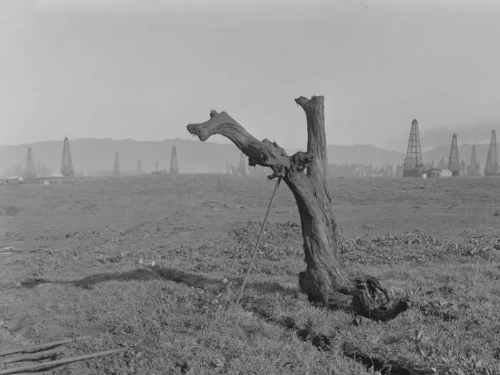 Ice Age trees stabilized Earth by choking on their own air