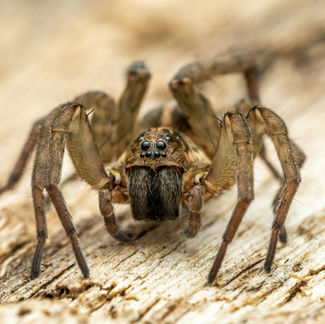 Spinnen in Australien – wie schlimm ist es wirklich? Unsere ehrliche Erfahrung