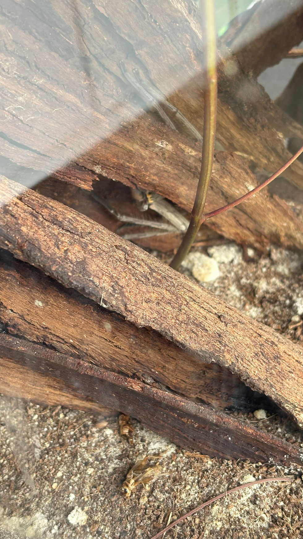 Huntsmann Spinne Australien