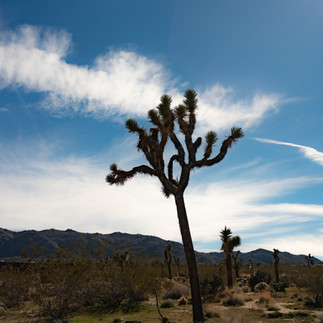 Joshua tree USA