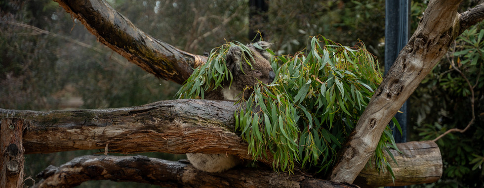 Australien Einreise Reise