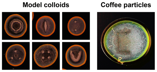 11. ToC_eOMA_patterning.gif