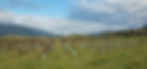 Field of Planted Trees in blue tubes