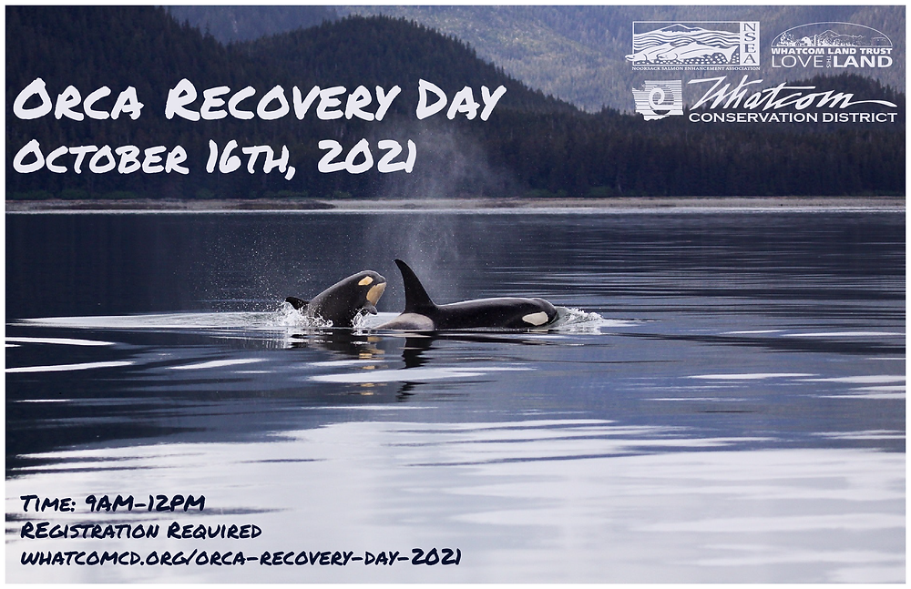 Image of Orcas with Text: Orca Recovery Day October 16th, 2021: Time 9AM-12PM, Registration Required, Whatcomcd.org/orca-recovery-day-2021