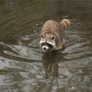 Wildlife Tracking
