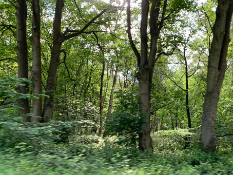 In the Footsteps of Robin Hood: A Legendary Journey Through Sherwood Forest