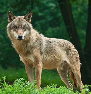 Wildlife and bear awareness online safety training for people working or enjoying recreational activities in wilderness environments. 