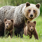 Bear awareness online safety training course for people who work or enjoy recreational activities in wilderness environments.
