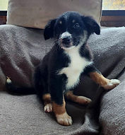 Black Tri Female 2 Oct 13 (2).jpg