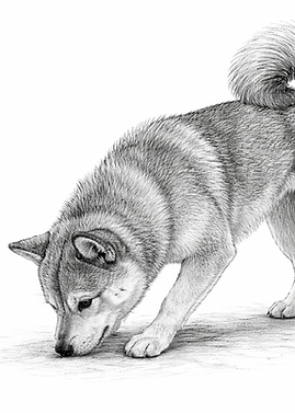 Shiba_schnüffelnd.png