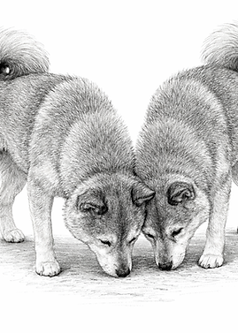 zwei Shiba_schnüffelnd.png