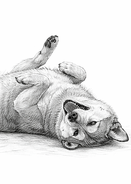 Shiba_wälzend
